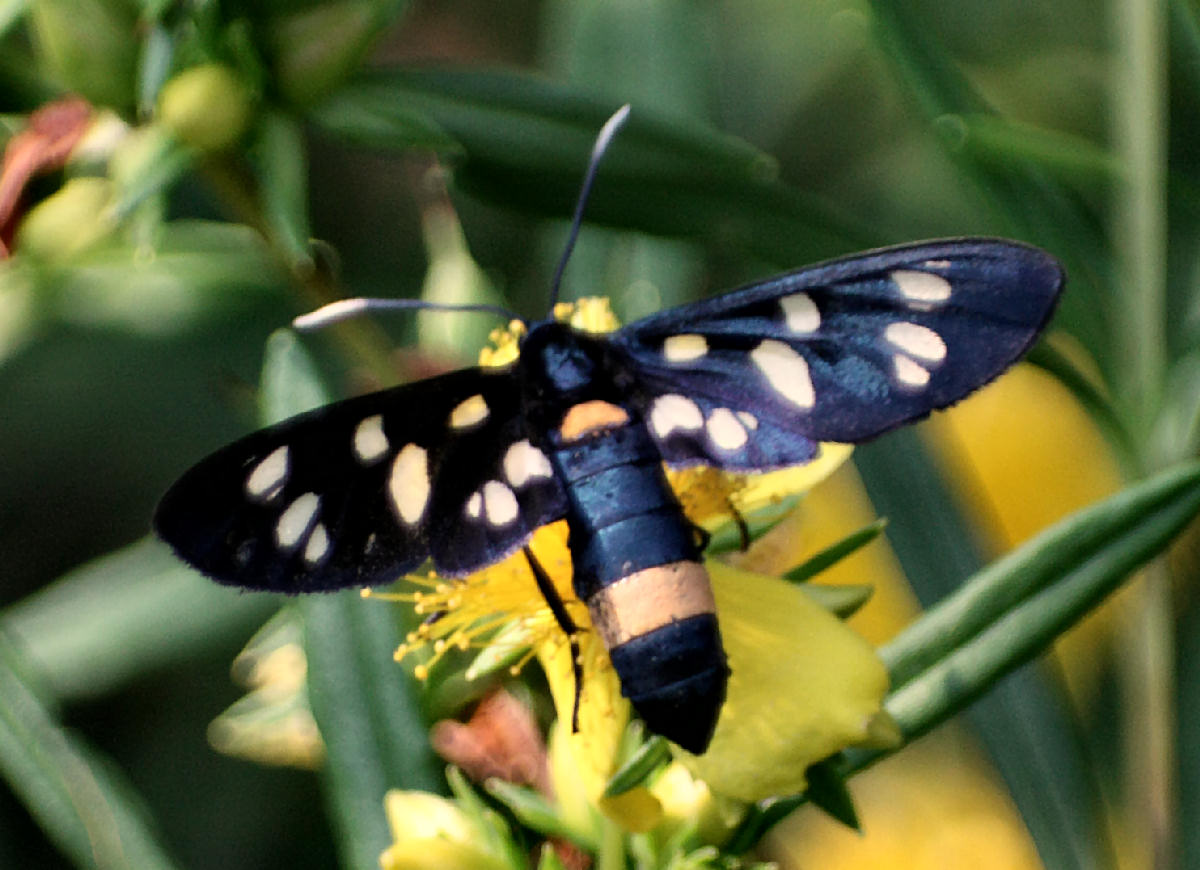Amata phegea da confermare